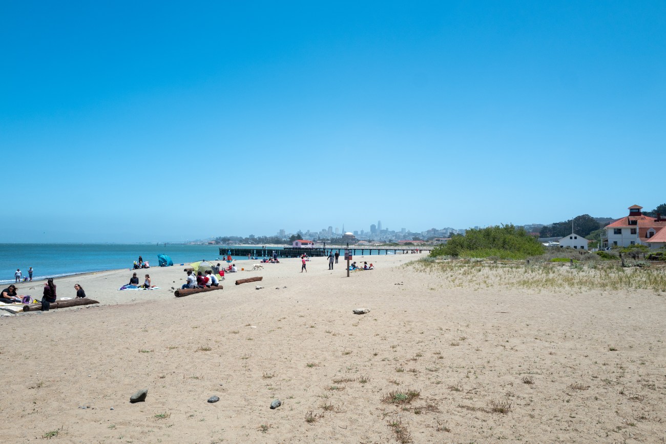 Are There Sharks in San Francisco Bay? The Science Bay Area Telegraph