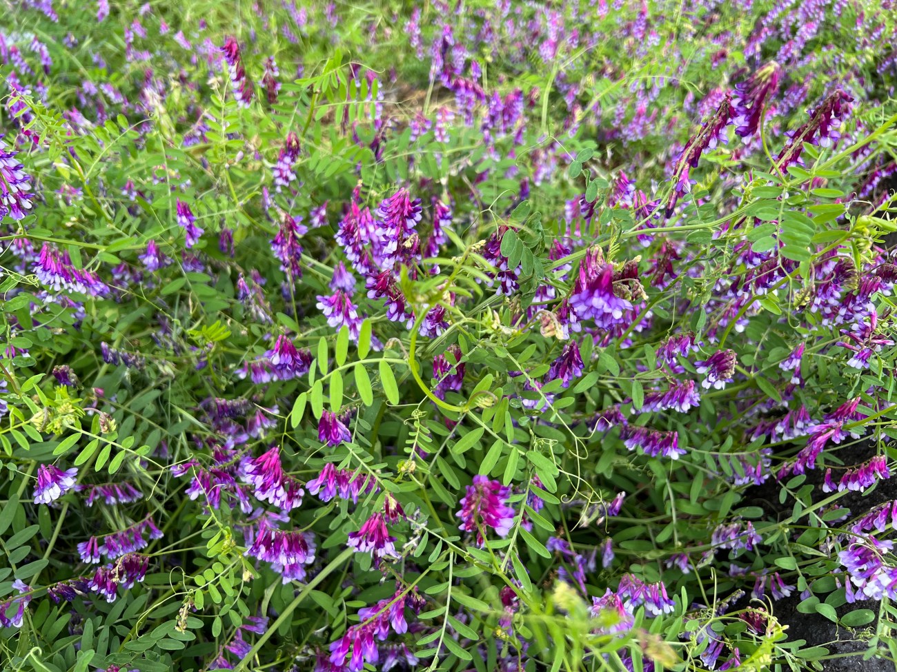 Is it Legal to Pick Wildflowers in California? Bay Area Telegraph